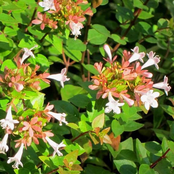 abelia (Abelia 'Rose Creek') plant
