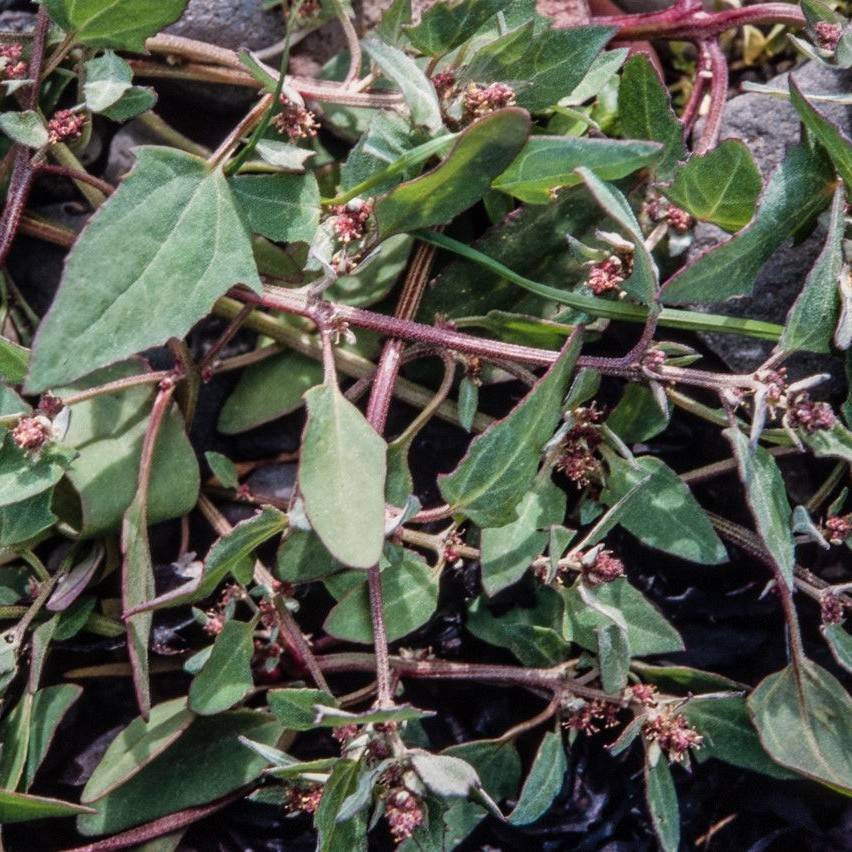 Acadian Saltbush (Atriplex glabriuscula var. acadiensis) plant