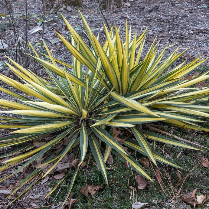 Adam's needle (Yucca filamentosa 'Color Guard') plant