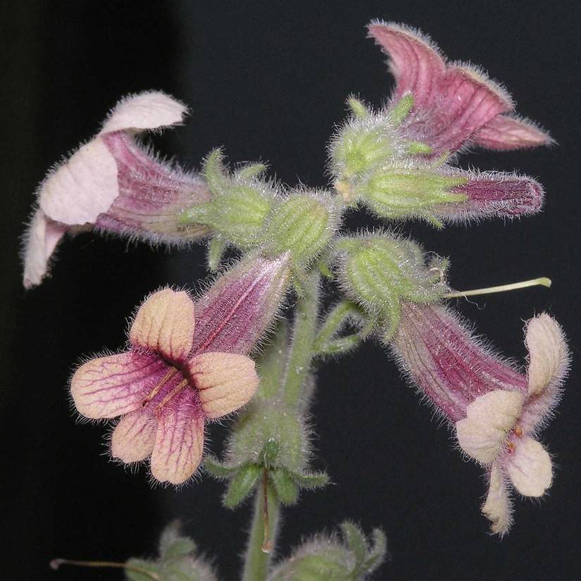 adhesive rehmannia (Rehmannia glutinosa) plant
