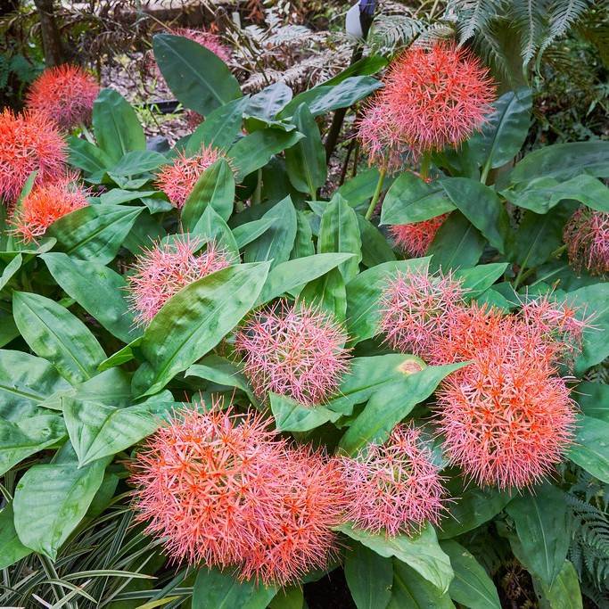 African blood lily (Scadoxus multiflorus) plant