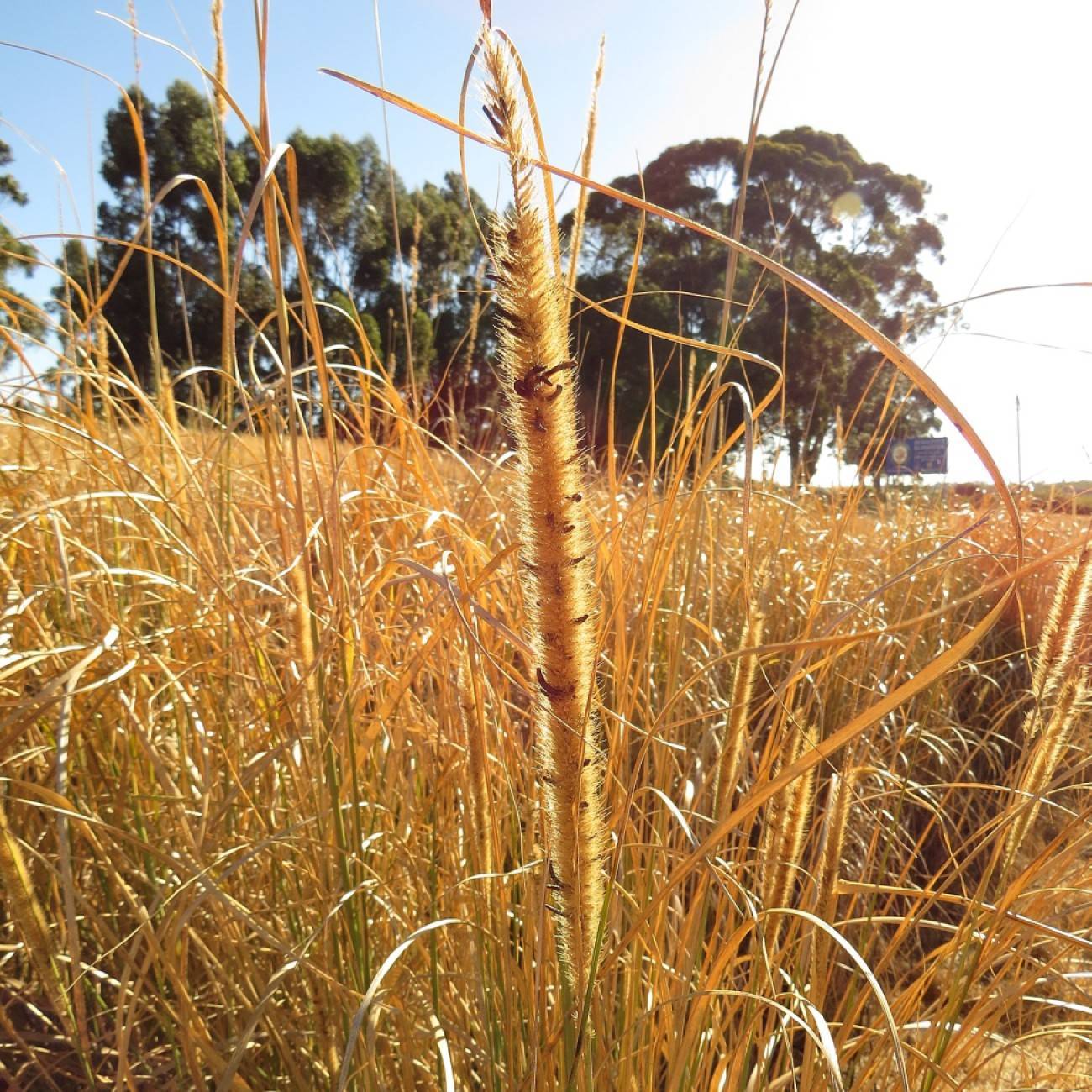African feather grass (Pennisetum macrourum) plant