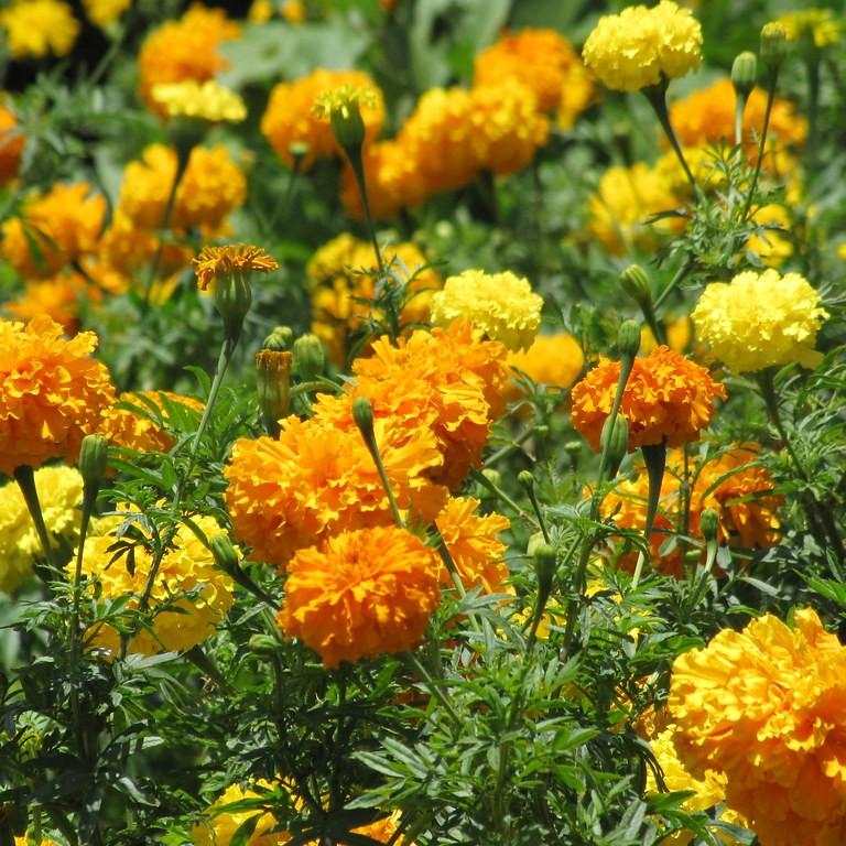 African marigold (Tagetes erecta (incl. hybid cvs.)) plant
