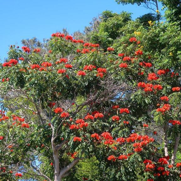 African tuliptree (Spathodea campanulata) plant