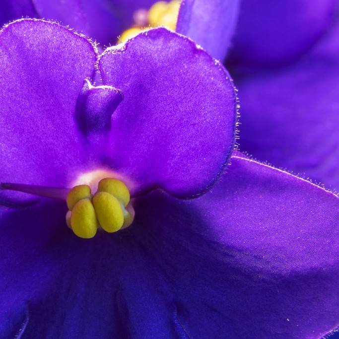 African violet (Saintpaulia ionantha) plant
