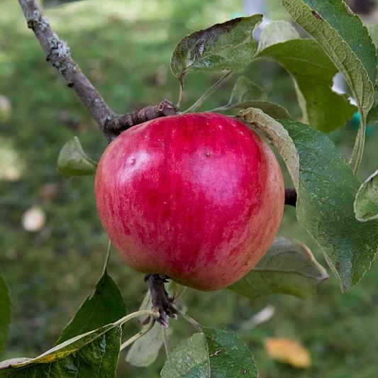 Akane Apple (Malus 'Akane') plant