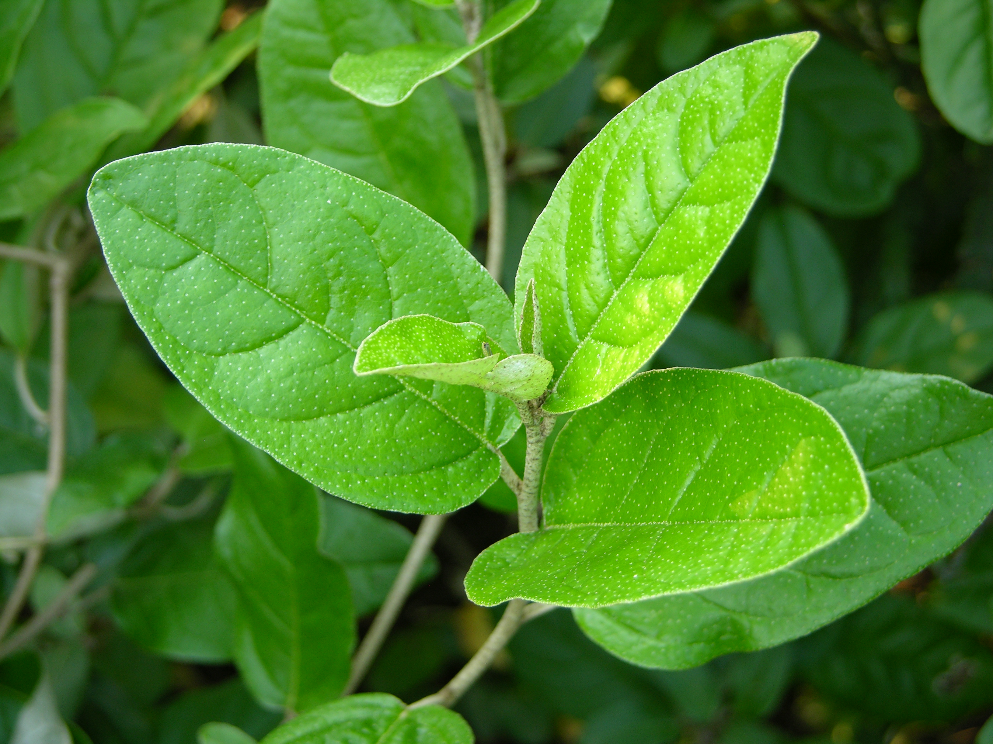 alabama croton (Croton alabamensis) plant