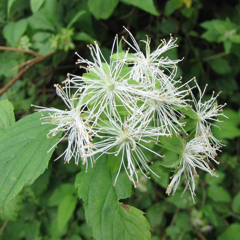 Alabama snow wreath (Neviusia alabamensis) plant