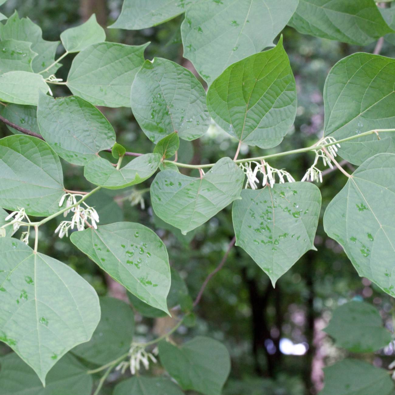 What Kind of Tree Is This? A Beginner’s Guide to Confident Tree Identification