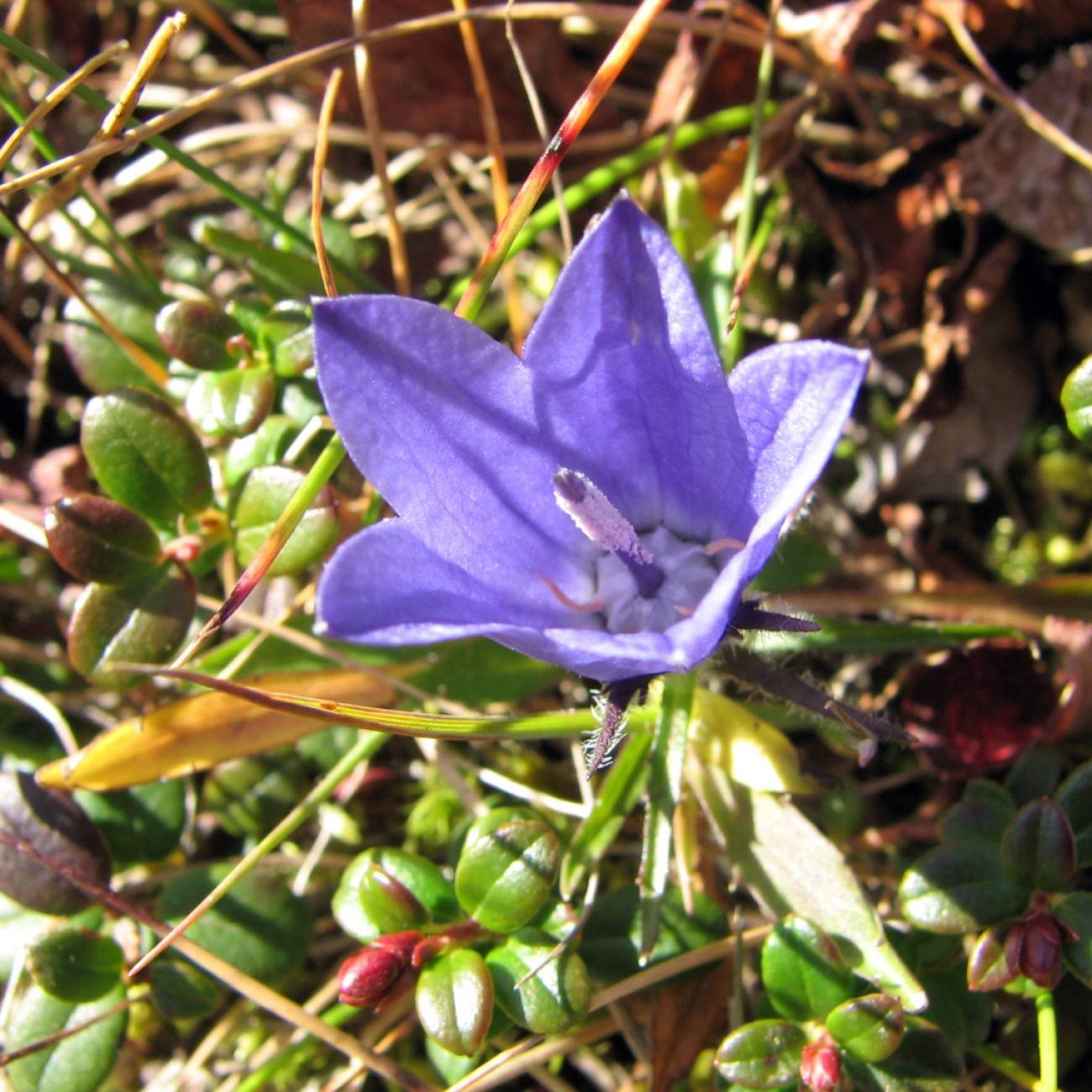 Alaska Bellflower (Campanula alaskana) plant