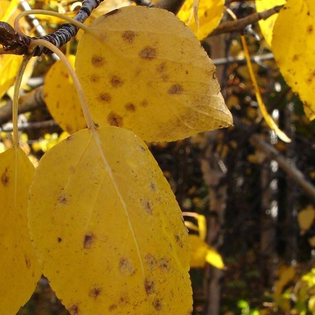 Alaska Birch (Betula neoalaskana) plant