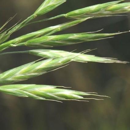 Alaska Brome (Bromus sitchensis) plant