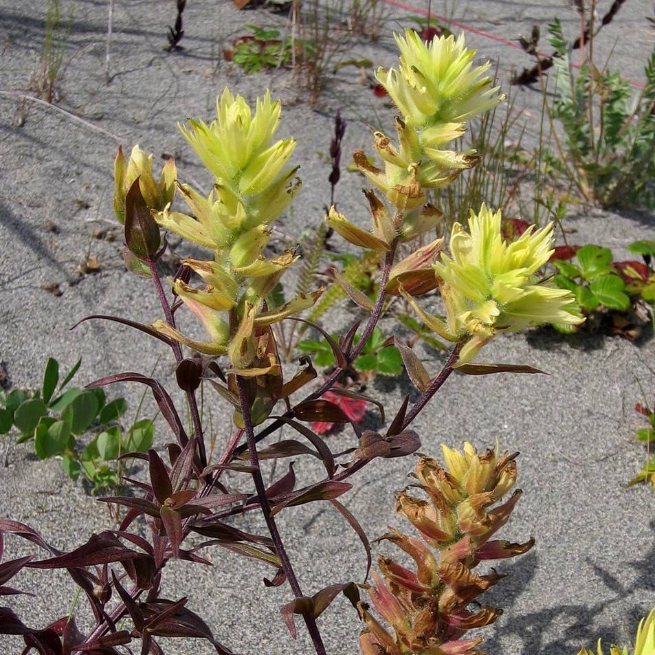 Alaska Indian Paintbrush (Castilleja unalaschcensis) plant