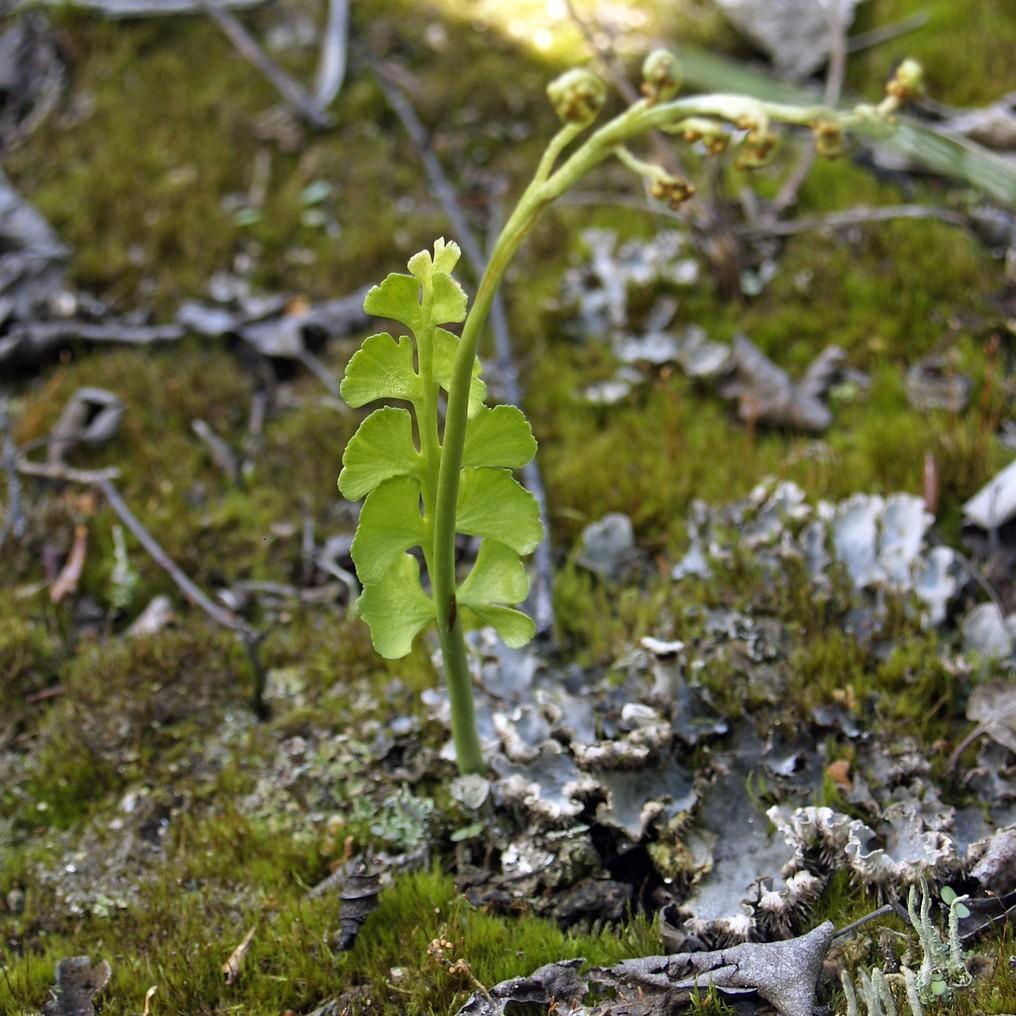 Alaska Moonwort (Botrychium alaskense) plant