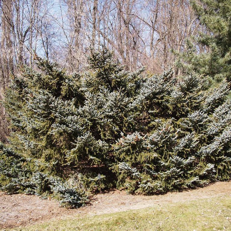 Alcock's spruce (Picea bicolor 'Howell's Dwarf') plant