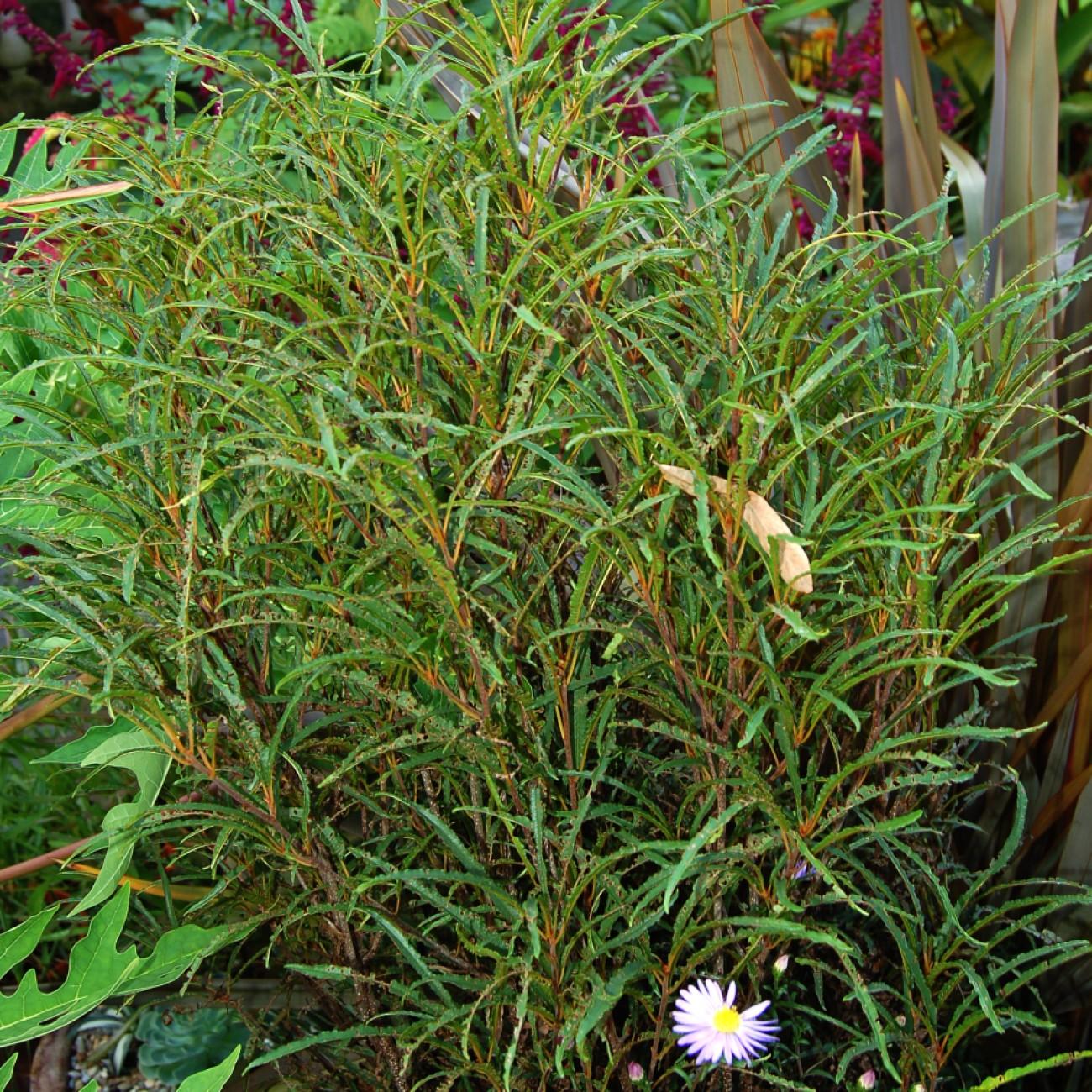 alder buckthorn (Frangula alnus 'Ron Williams') plant