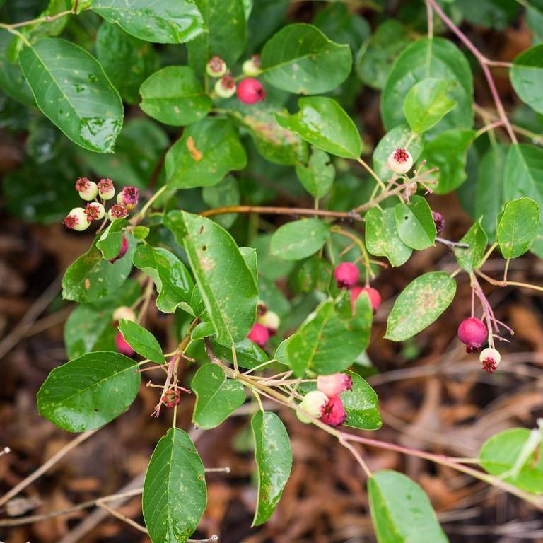 alder-leaved serviceberry (Amelanchier alnifolia 'Regent') plant