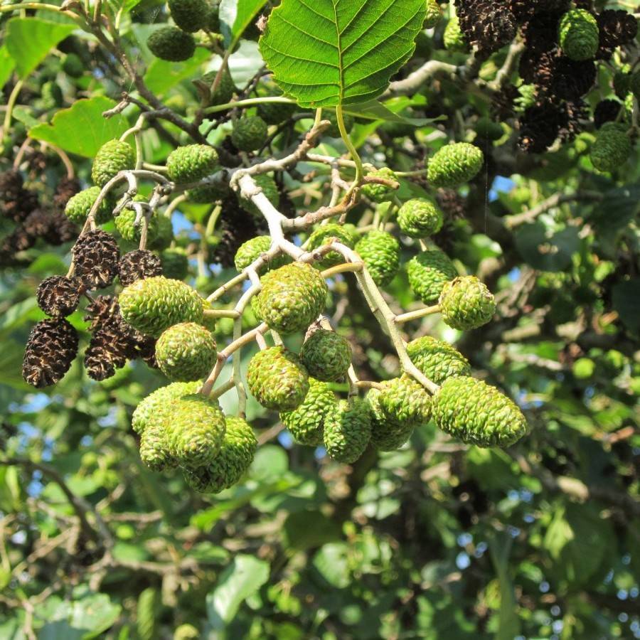 alder (Alnus mayrii) plant
