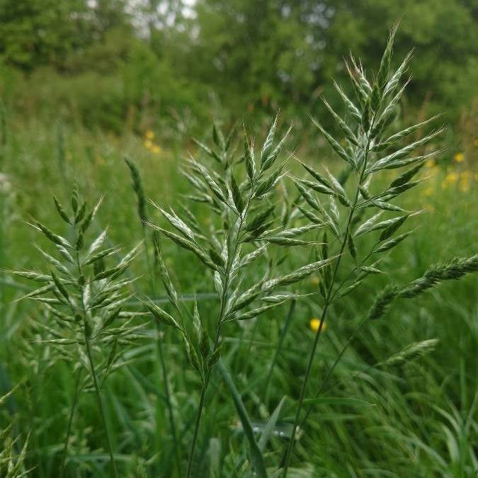 Aleut Brome (Bromus sitchensis var. aleutensis) plant
