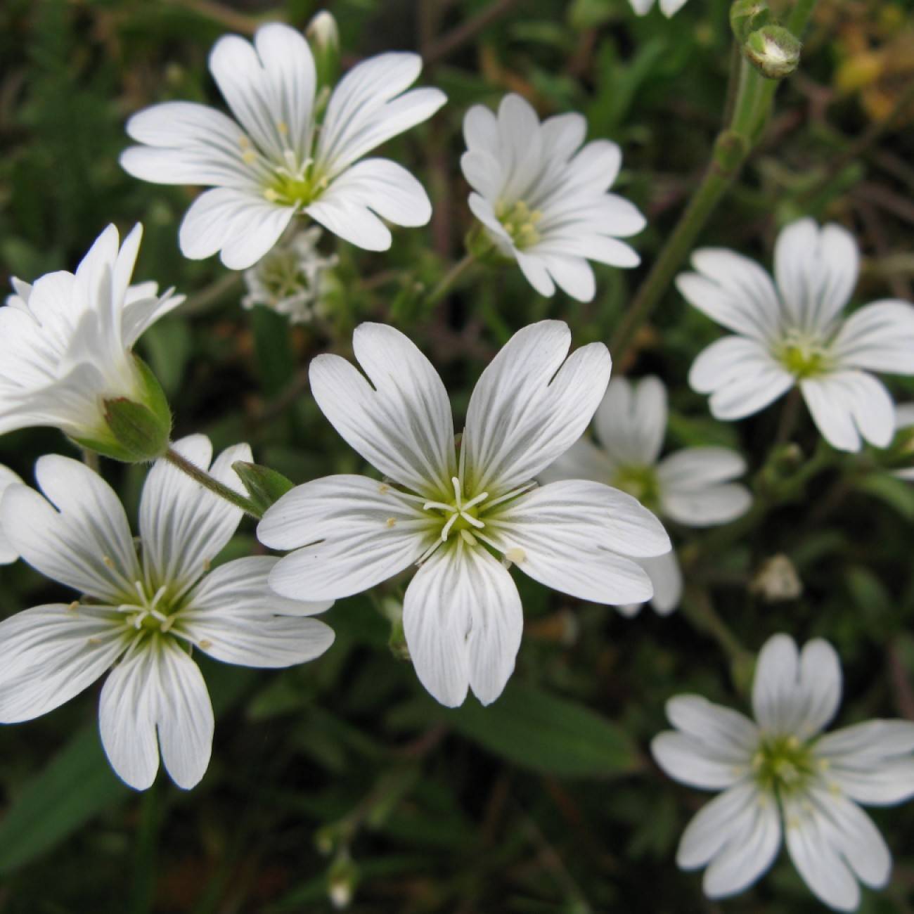 Aleutian Chickweed (Cerastium aleuticum) plant