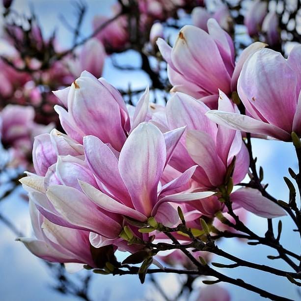 Alexandrina Saucer Magnolia (Magnolia x soulangeana 'Alexandrina') plant