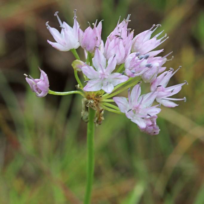 allium (Allium kunthianum) plant