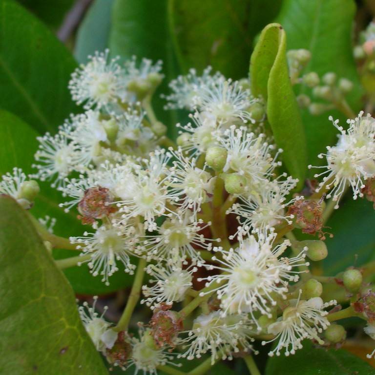allspice (Pimenta dioica) plant