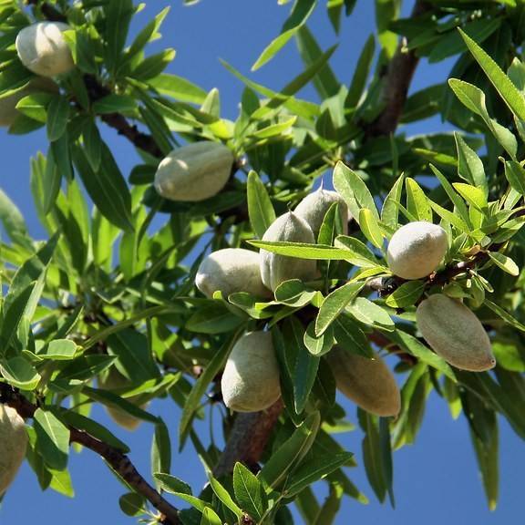 almond (Prunus dulcis) plant