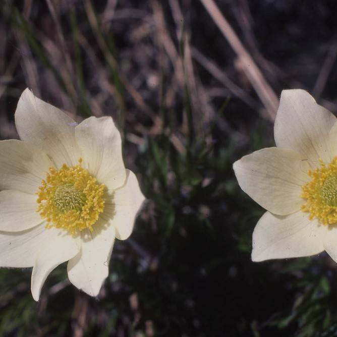 Alpine Anemone (Anemone drummondii var. lithophila) plant