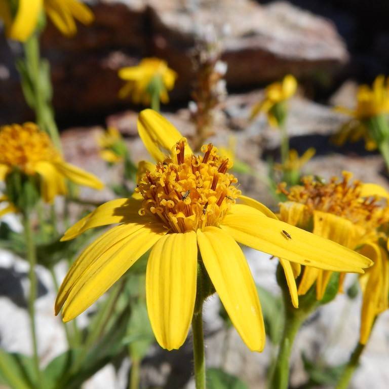 Alpine Arnica (Arnica Angustifolia) plant