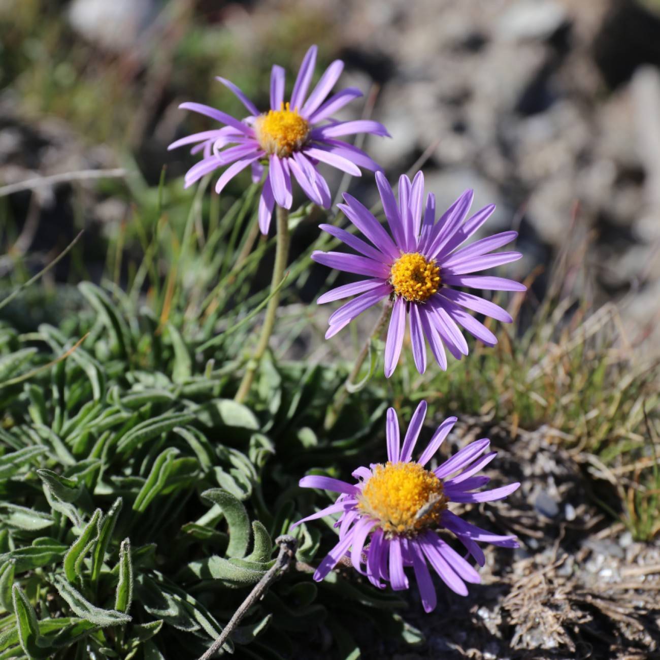 Alpine Aster (Aster alpinus subsp. vierhapperi) plant