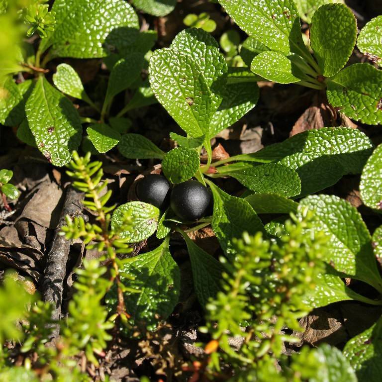Alpine Bearberry (Arctous alpina) plant