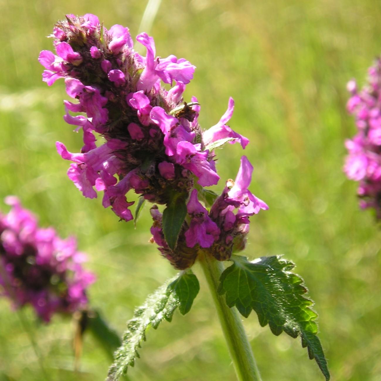 alpine betony (Betonica officinalis 'Hummelo' ( syn. Stachys monieri )) plant