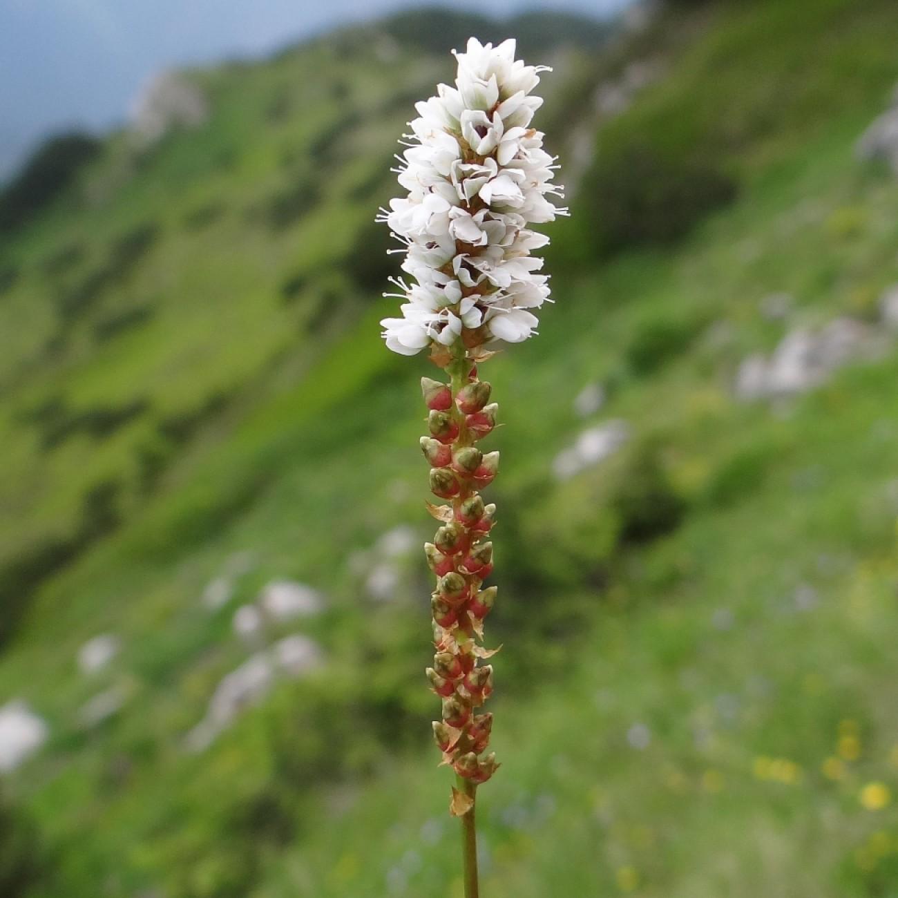 Alpine Bistort (Bistorta vivipara) plant