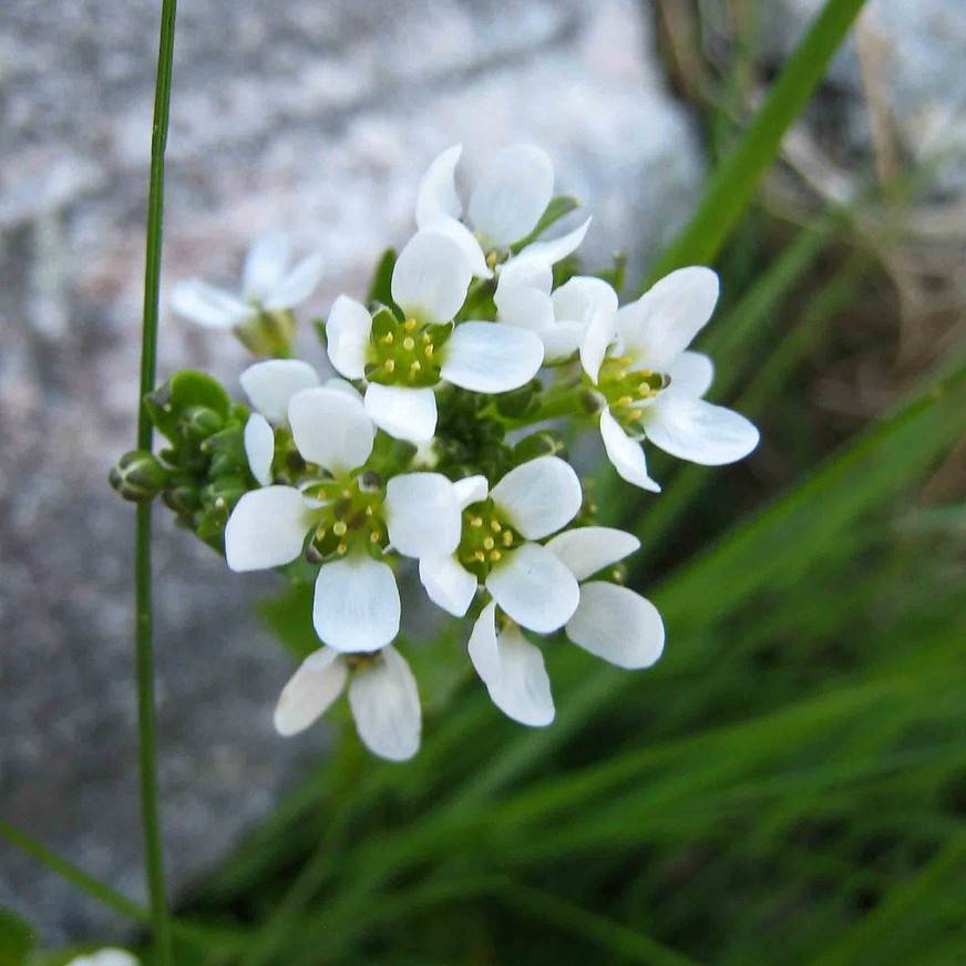 Alpine Bitter Cress (Cardamine bellidifolia) plant