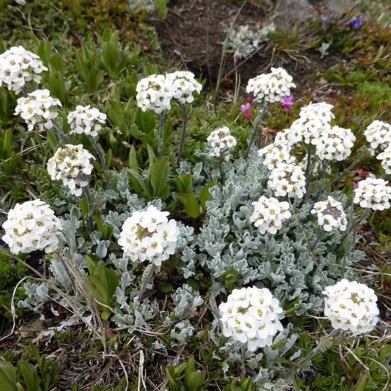 alpine candytuft (Iberis saxatilis) plant