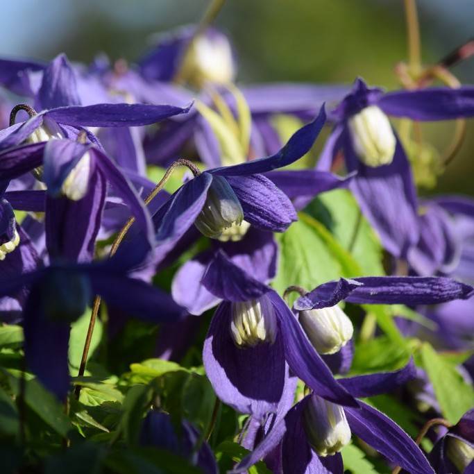 alpine clematis (Clematis alpina) plant