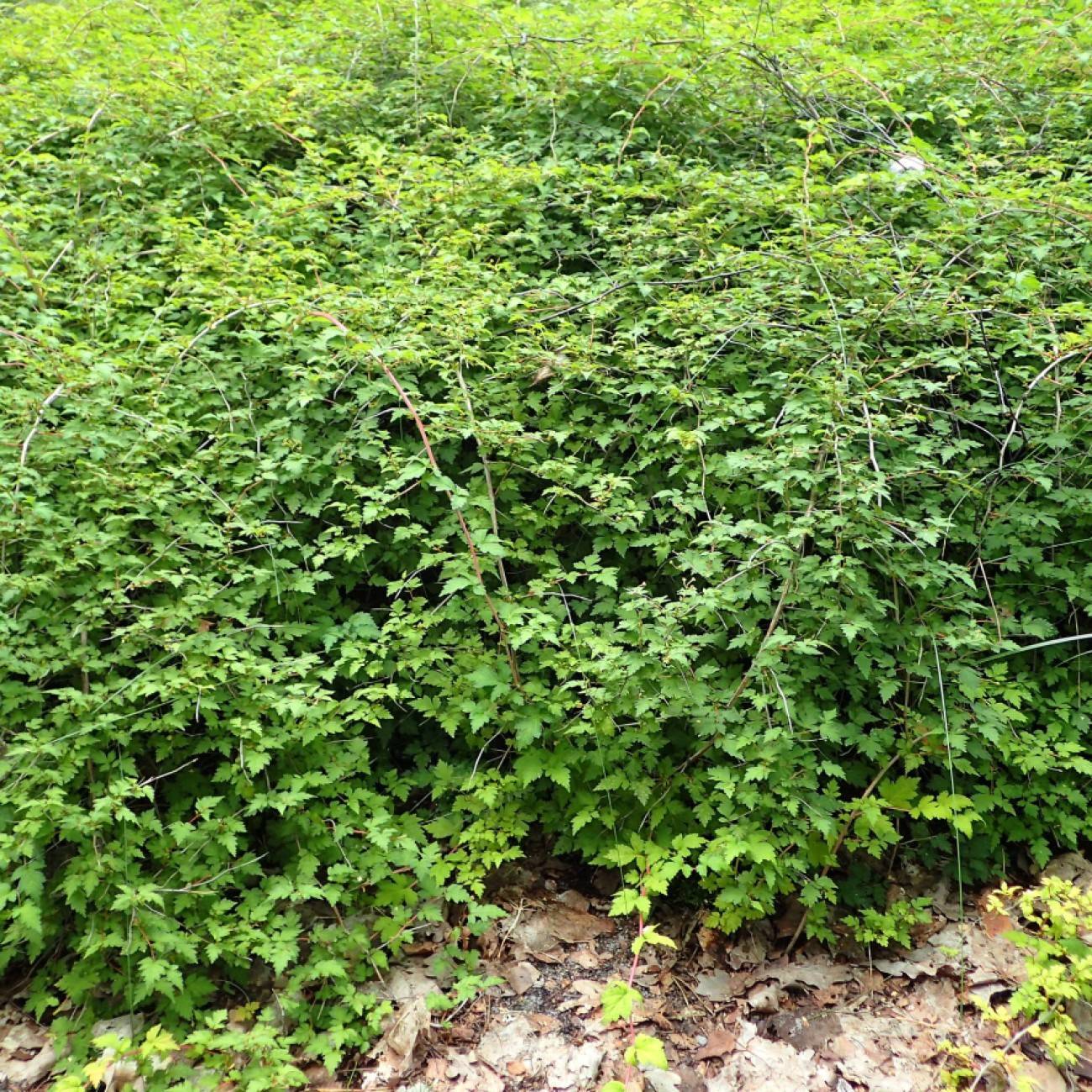 Alpine currant (Ribes alpinum 'Green Mound') plant