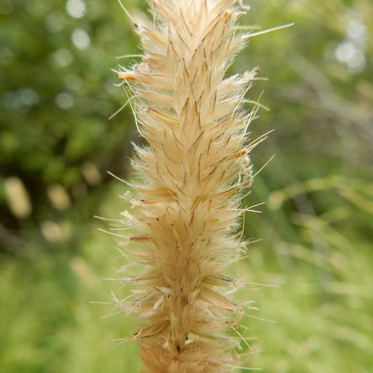 Alpine Foxtail (Alopecurus magellanicus) plant