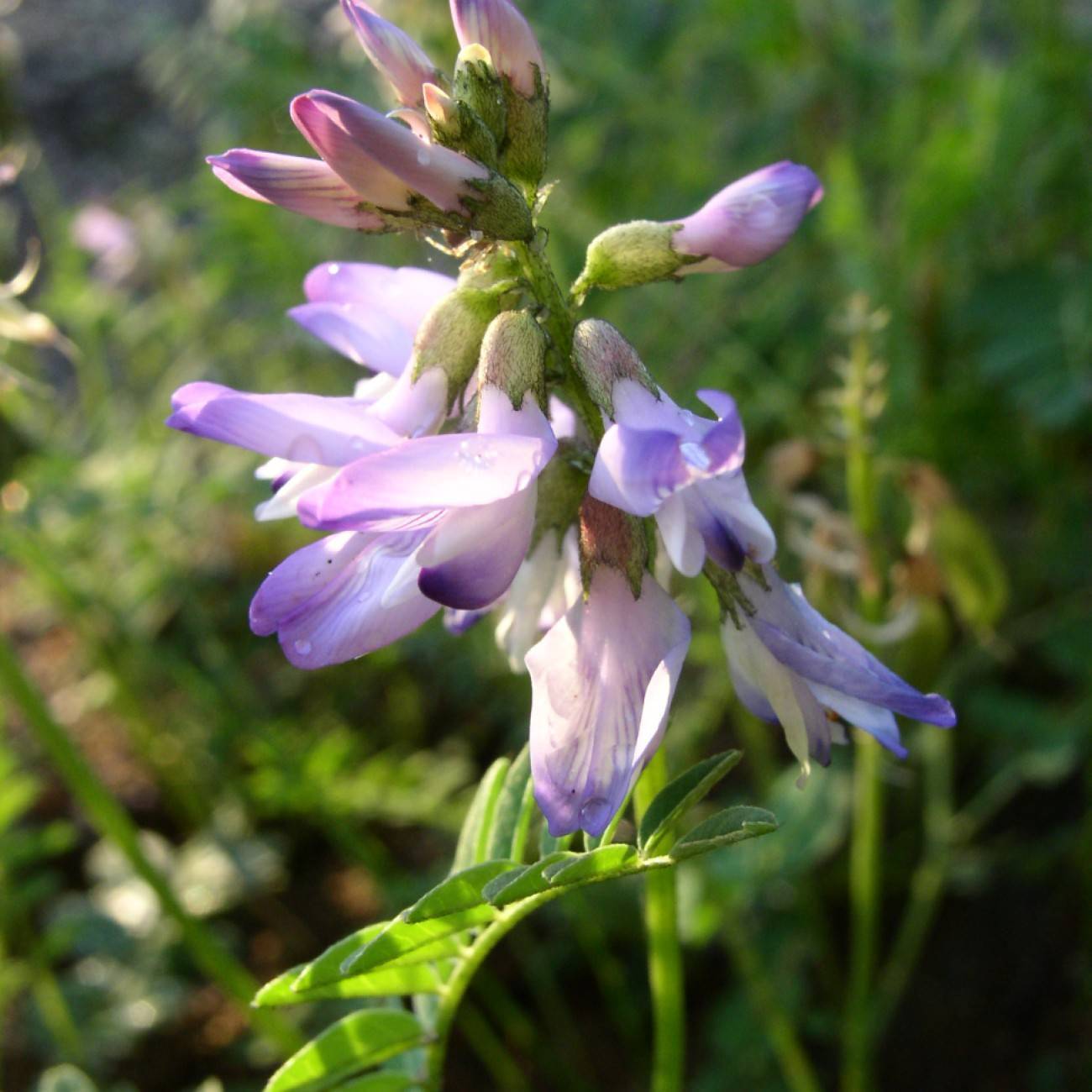 Alpine Milk Vetch (Astragalus alpinus var. brunetianus) plant