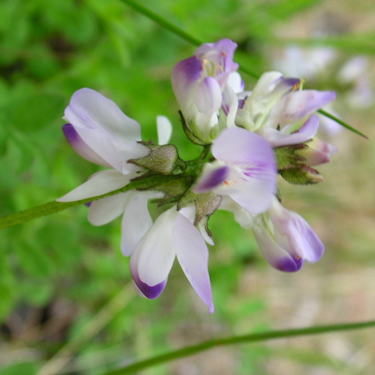 Alpine Milkvetch (Astragalus alpinus var. alpinus) plant