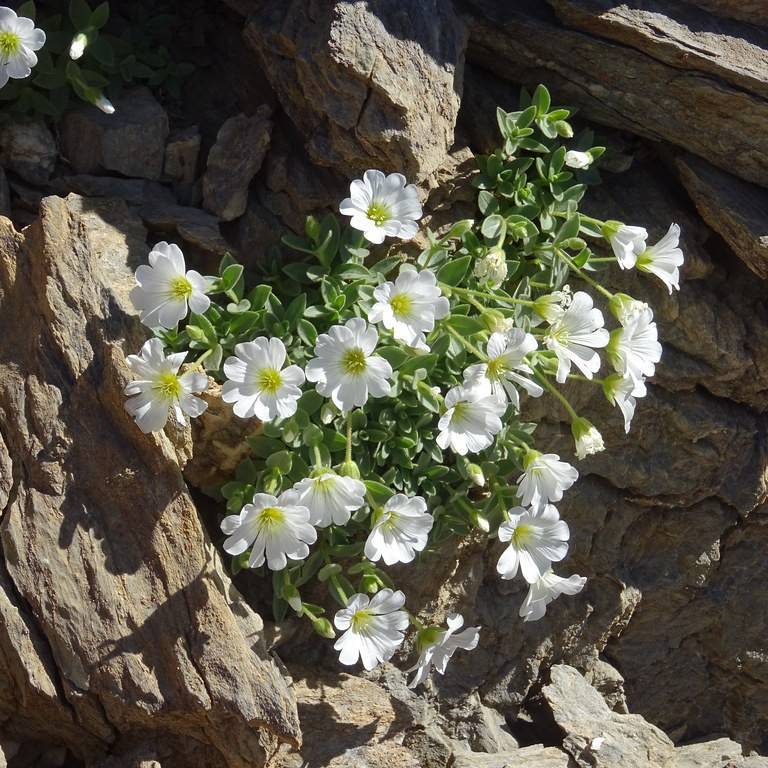 Alpine Mouse Ear Chickweed (Cerastium alpinum) plant