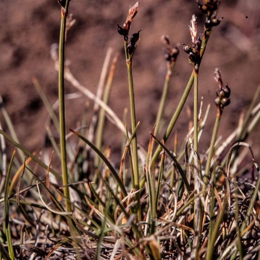 Alpine Sedge (Carex glacialis) plant
