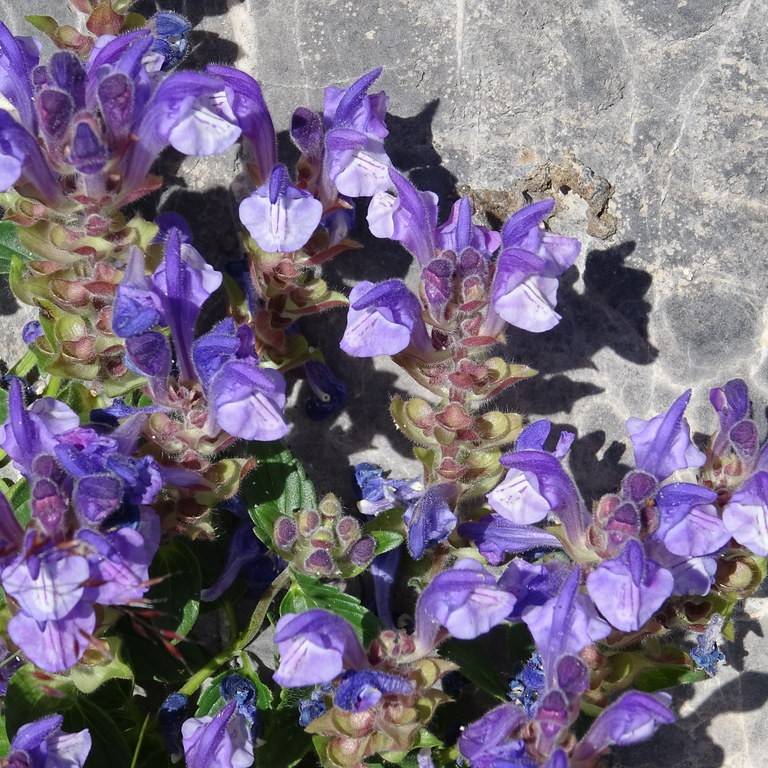 Alpine skullcap (Scutellaria alpina) plant
