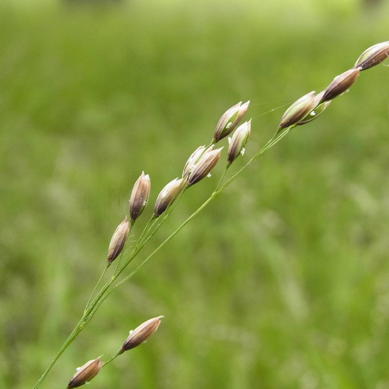 Alpine Sweetgrass (Anthoxanthum monticola subsp. alpinum) plant