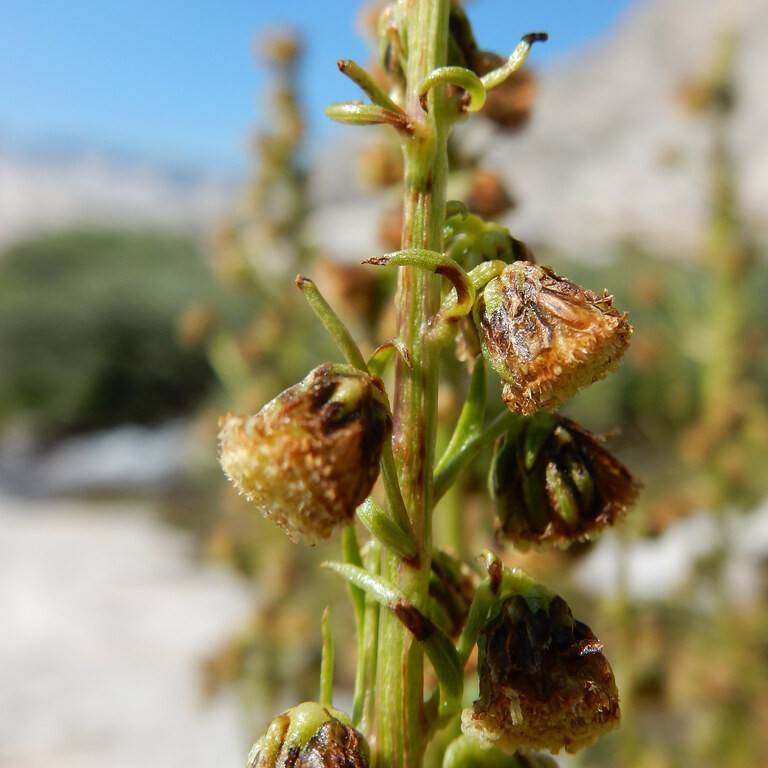 Alpine Wormwood (Artemisia norvegica) plant