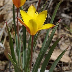 Altai mountain tulip (Tulipa altaica) plant
