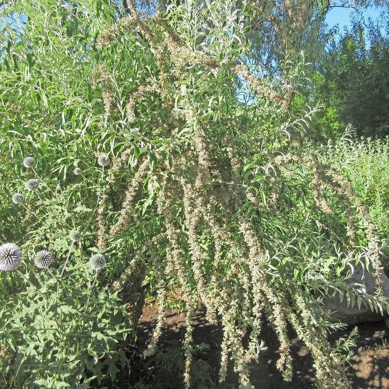 alternate-leaved butterfly bush (Buddleja alternifolia) plant