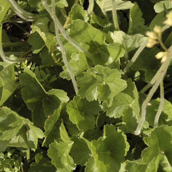 alum root (Heuchera richardsonii) plant