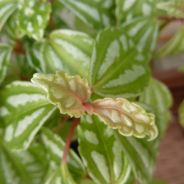 aluminum plant (Pilea cadierei) plant